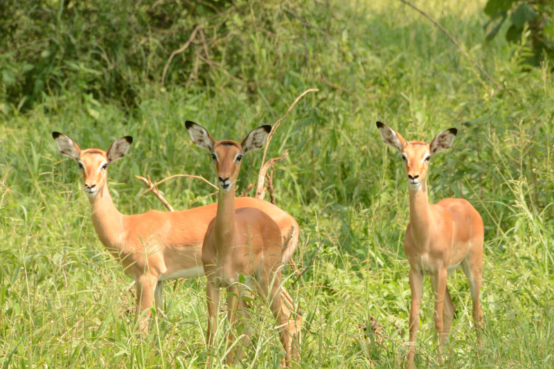 Impalas