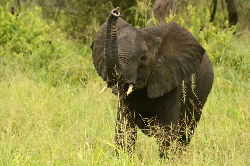 Ziemlich neugierig der kleine Elefant