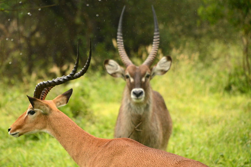 Impala mit Wasserbock an Regentropfen