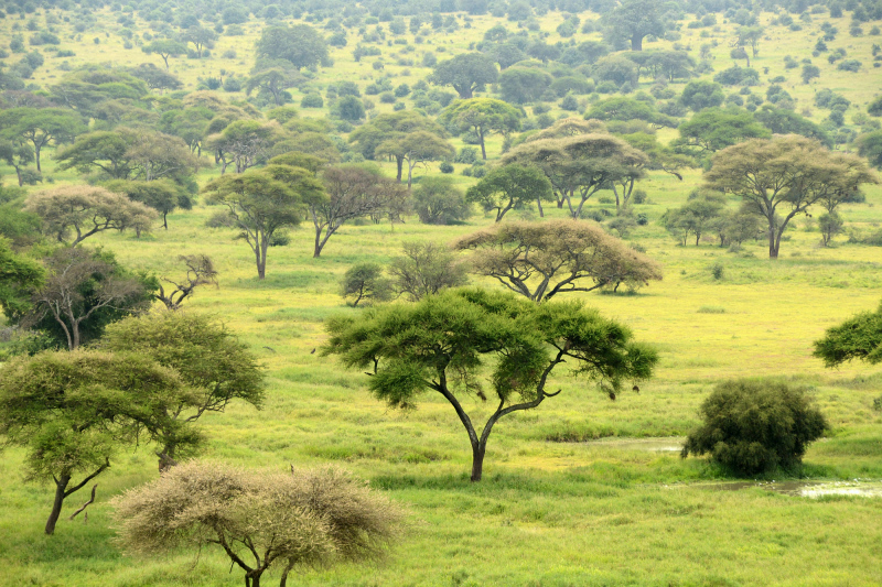 Landschaft und Bäume sind leider zu selten ein Thema für unseren Guide