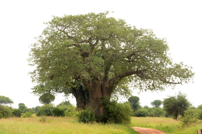 Obwohl die Reise den Namen 'Baobab' führt