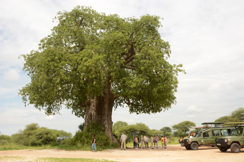 Der größte und älteste Baobab soll 2000 Jahre alt sein