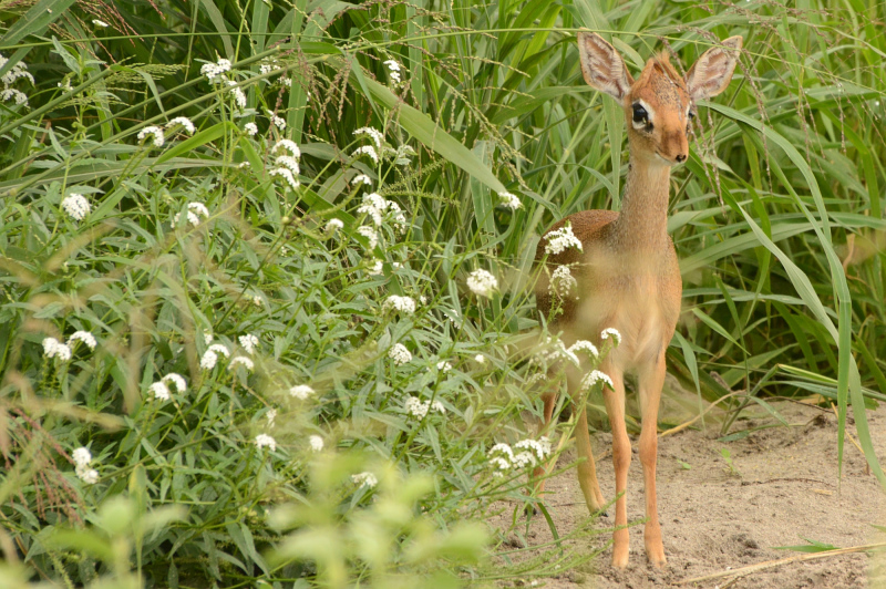 Sowas süßes aber auch - ein Dikdik