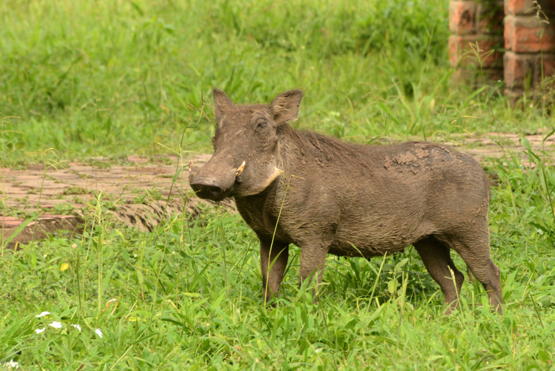 Auf dem Rückweg sehen wir Warzenschweine vor dem Zimmer