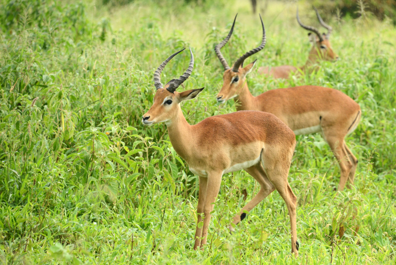 Männliche Impalas sind nicht so hübsch wie die Weibchen