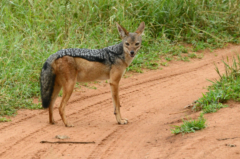 Ein Schakal