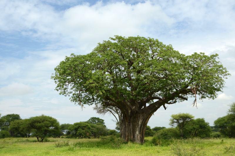 Es gibt hier einige schöne Exemplare eines Baobabs