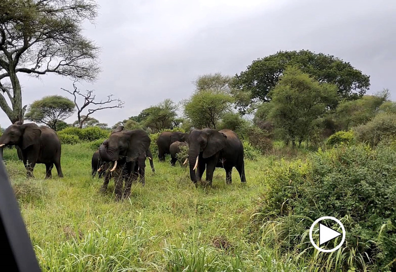 Video: Elefant