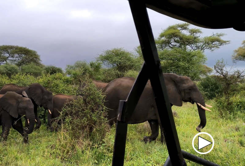 Video: Elefant