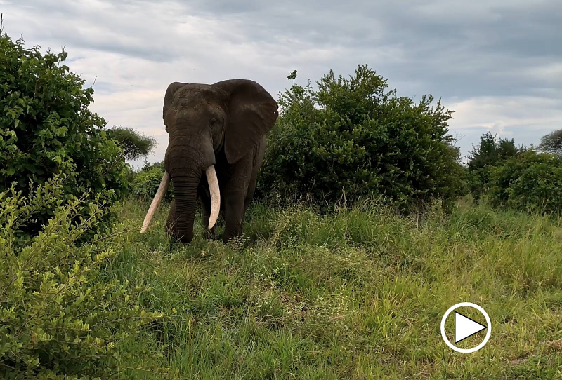 Video: Elefant