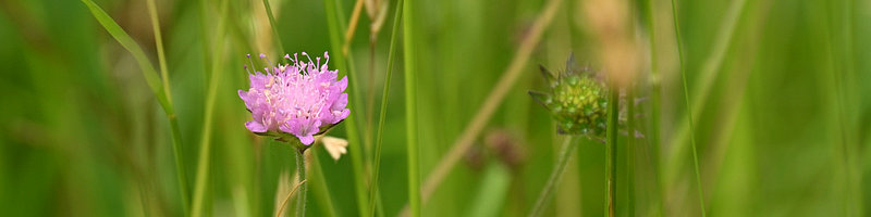 Klee auf eine Wiese