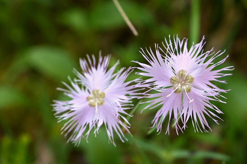 Blümchen