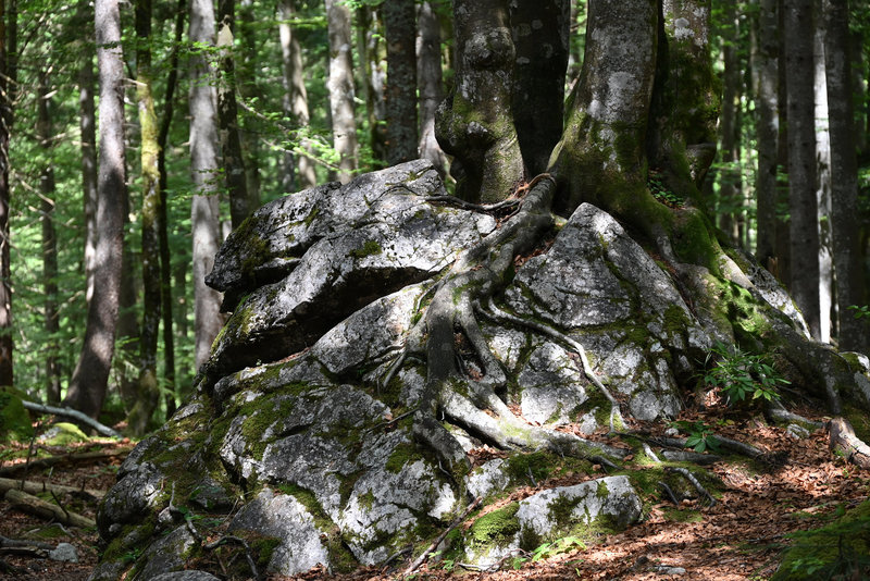 Die Natur erobert alles im Laufe der Zeit