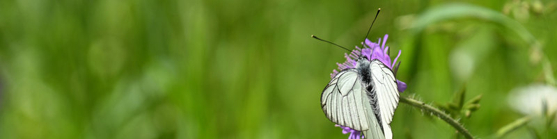 Schmetterling auf Blüte