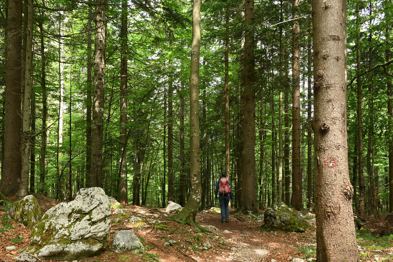 Einen schönen Wald haben die hier