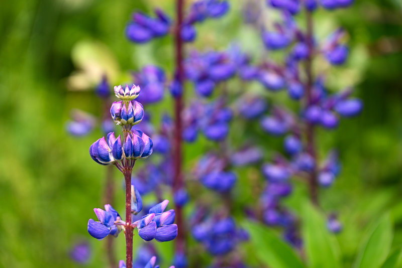 Danach geht's über tolle Blumenwiesen bergab