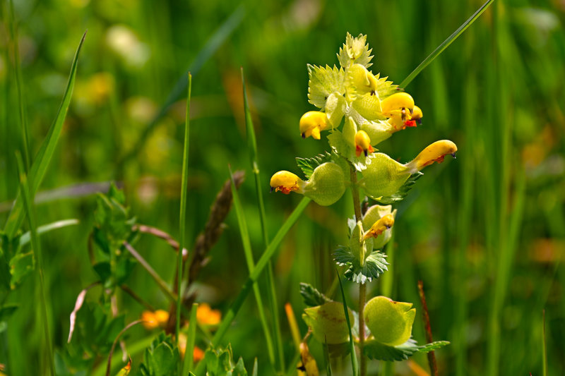 Und wieder eine tolle Blumenwiese
