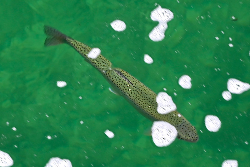 Der Fisch wäre mir heute Abend gerade recht