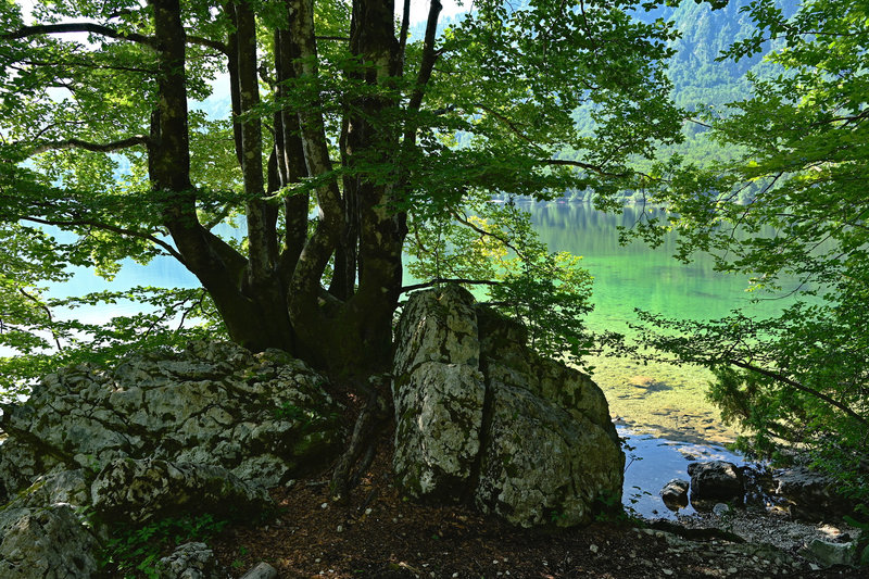 Baum an Stein